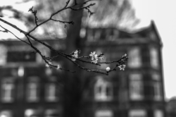 Bloesem, Maastricht_L1007767