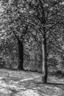Stadspark_L1012211