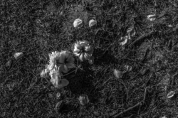 Stadspark_L1012248