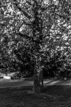Stadspark_L1012361